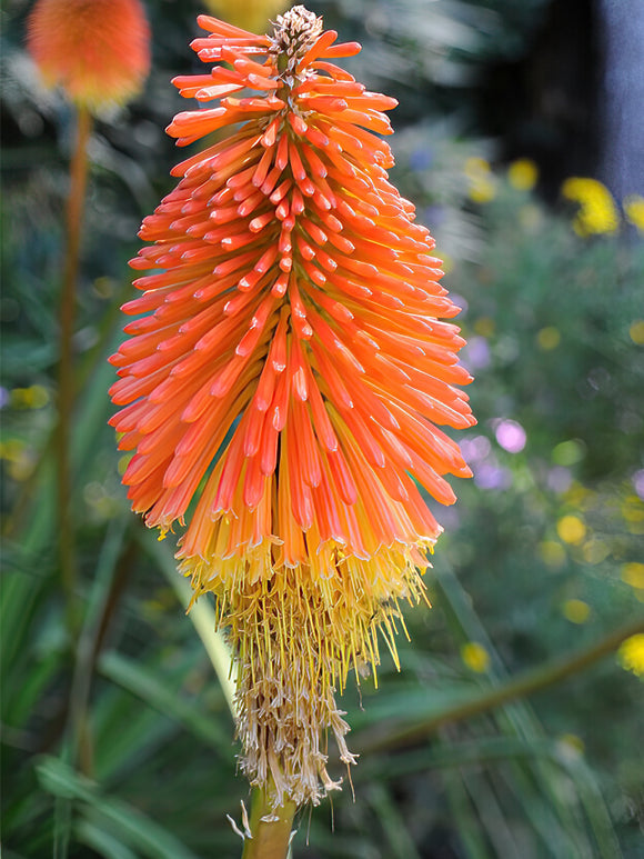 Köp Fackellilja Uvaria (Kniphofia)