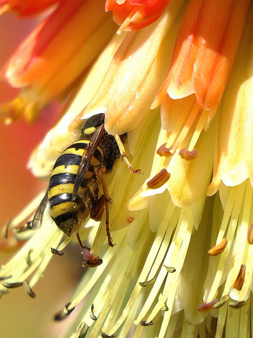 Köp Fackellilja Uvaria (Kniphofia)