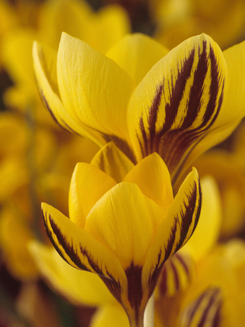Krokus Gipsy Girl som blommar i soligt läge