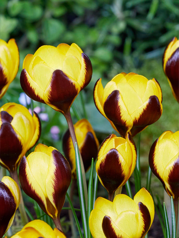Queen Bee krokus som öppnar sig i en rabatt