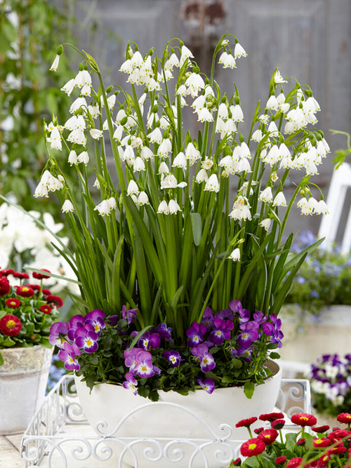 Leucojum Gravetye Giant (Snöklocka) - DutchGrown™