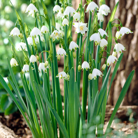 Elite Blomsterlökar Leucojum Gravetye Giant (Snöklocka) - DutchGrown™