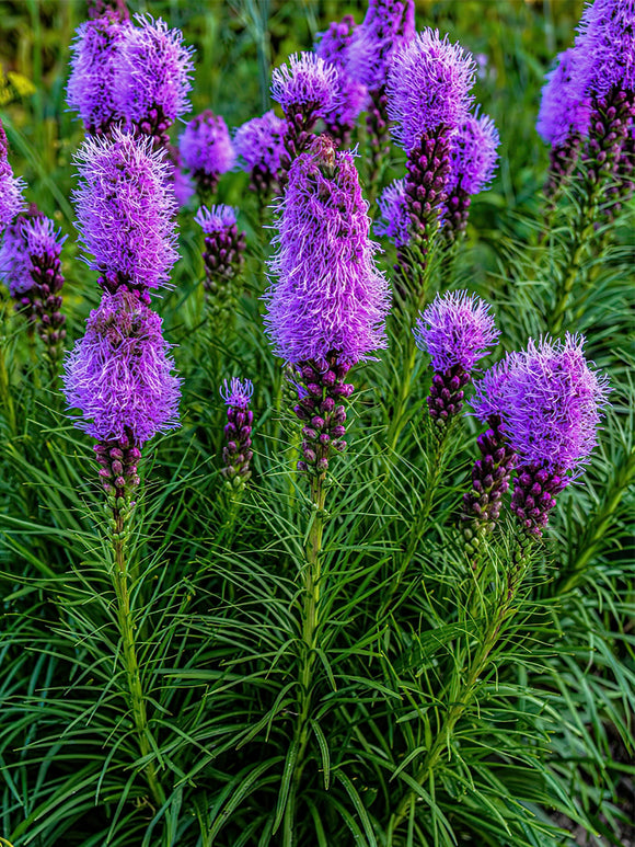 Beställ din Liatris för leverans under våren!