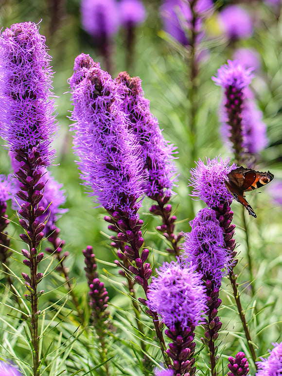 Köp Liatris Spicata