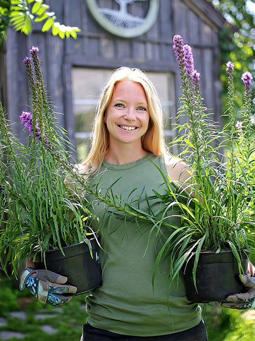 Liatris Spicata trädgårdsväxter