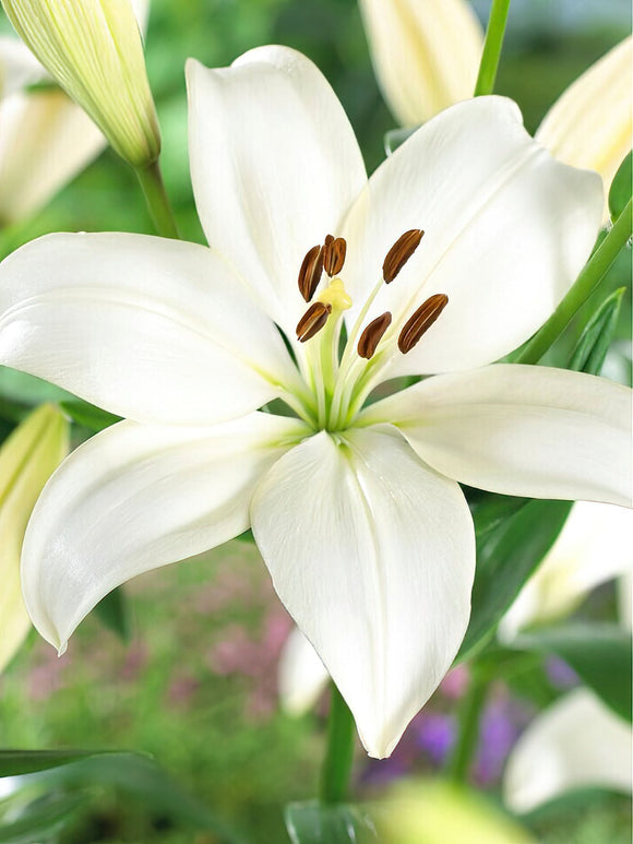 Köp Lilja Bright Diamond