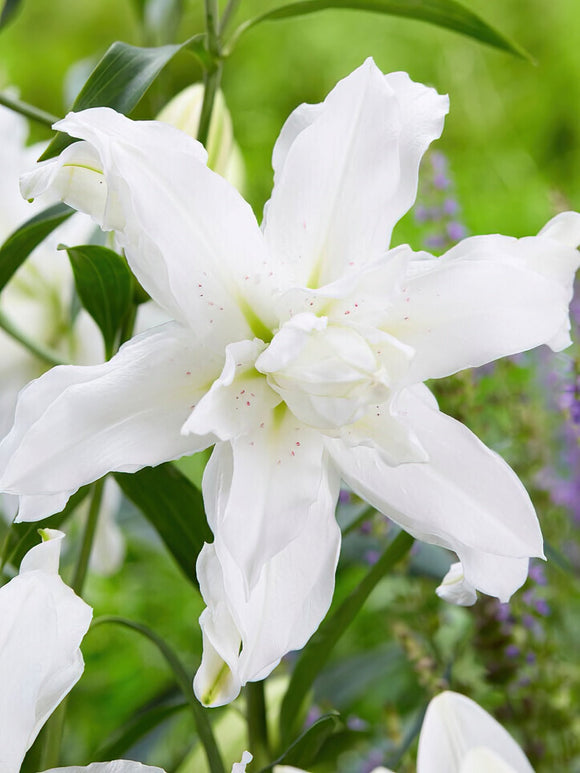 Lilja Lotus Beauty, Köp liljelökar online