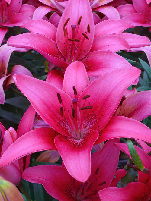 Lilja Pink County, Köp liljelökar online