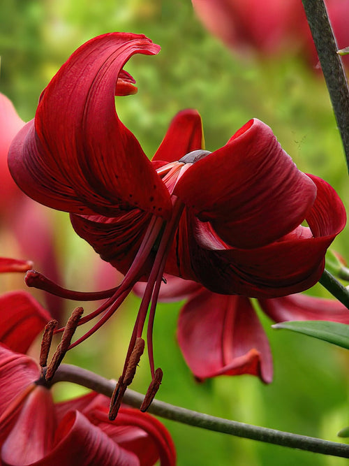 Lilja Red Velvet