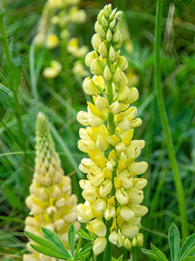 Lupin Chandelier