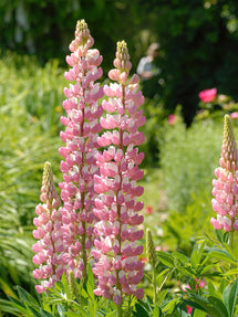 Lupin The Chatelaine