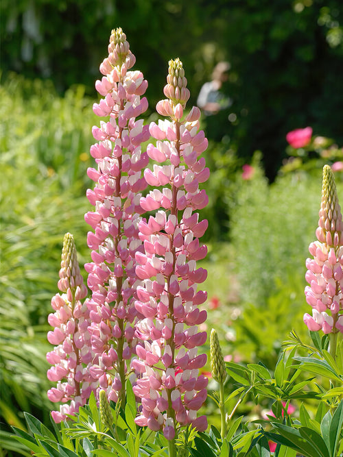 Köp Lupin The Chatelaine