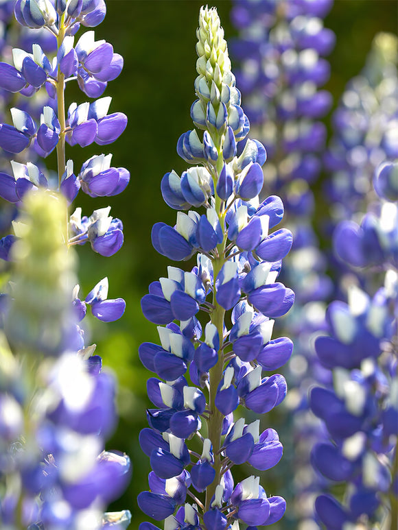 Köp Lupin The Governor