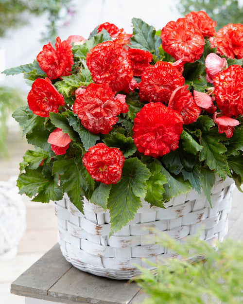 Marmorata Begonia - Köp blomsterlökar online 