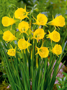 Minipåsklilja bulbocodium Golden Bells