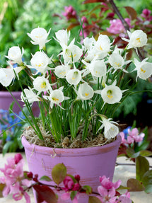 Minipåsklilja bulbocodium White Petticoat