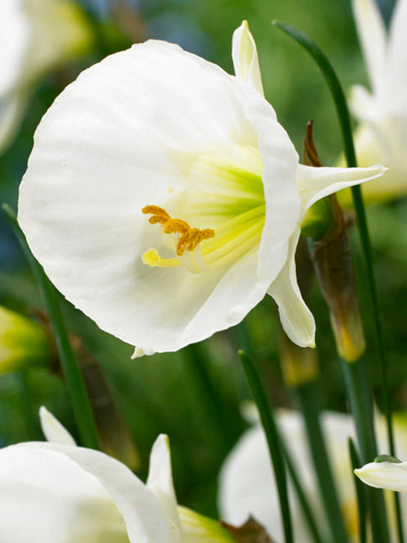Minipåsklilja bulbocodium White Petticoat | DutchGrown™
