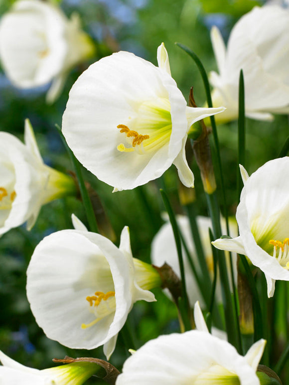 Köp Minipåsklilja bulbocodium White Petticoat | DutchGrown™