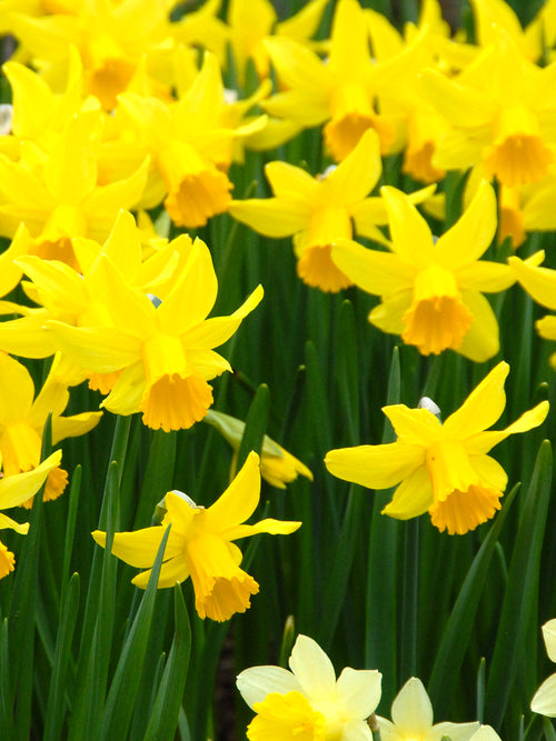 Köp Minipåsklilja February Gold från Holland | DutchGrown™