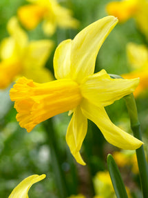 Minipåsklilja February Gold