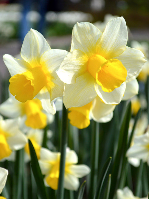 Minipåsklilja Golden Echo | Blomsterlökar från DutchGrown™