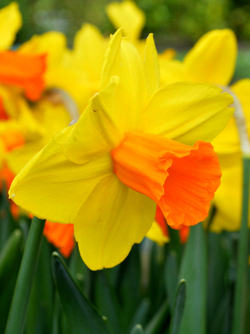 Köp Minipåsklilja Jetfire | DutchGrown™ | Blomsterlökar från Holland