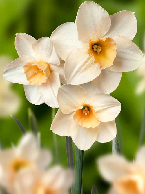 Köp Minipåsklilja Prosecco | Blomsterlökar från DutchGrown™