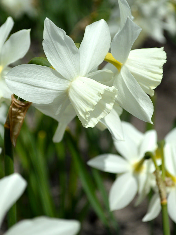 Köp Minipåsklilja Thalia | Blomsterlökar från DutchGrown™