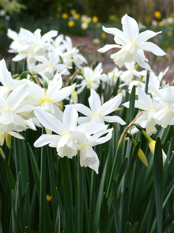 Köp Minipåsklilja Thalia | Blomsterlökar | Från DutchGrown™