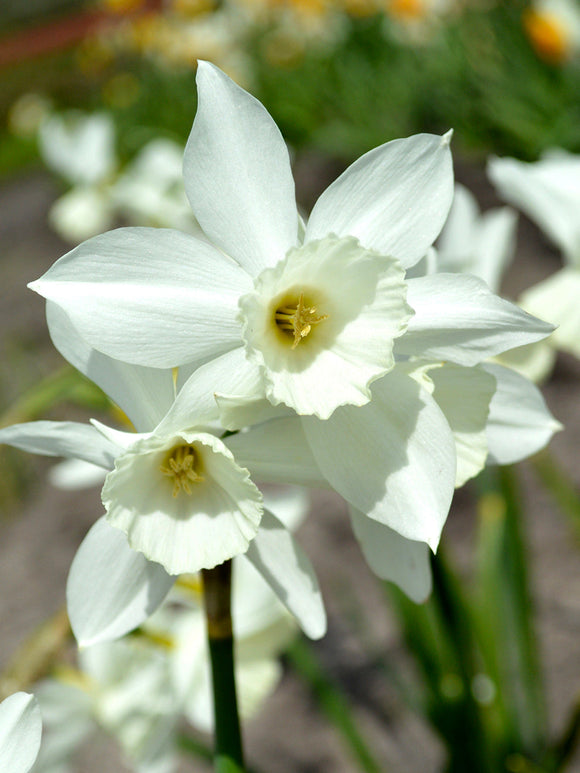 Minipåsklilja Thalia | Blomsterlökar | Från DutchGrown™