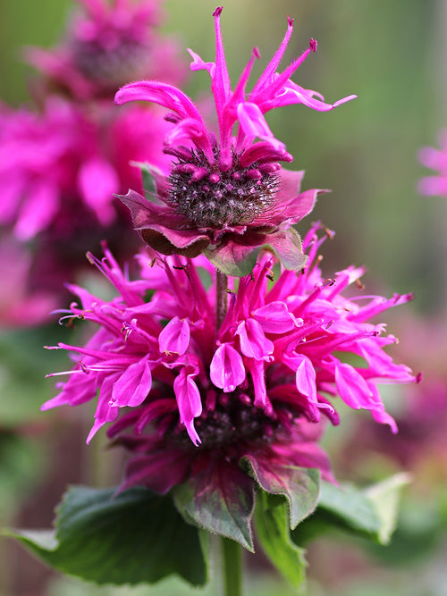 Temynta Bee-Free (Monarda)