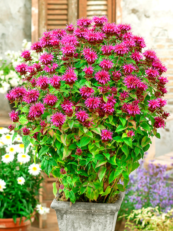 Temynta Bee-Free (Monarda)