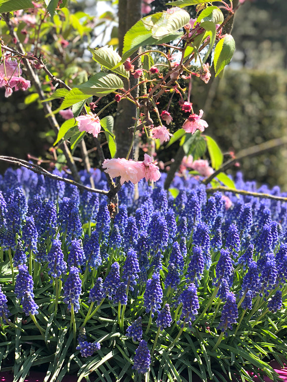 Muscari Armeniacum (Druvhyacint)