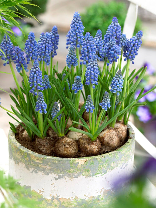 Muscari Armeniacum (Druvhyacint) | DutchGrown™