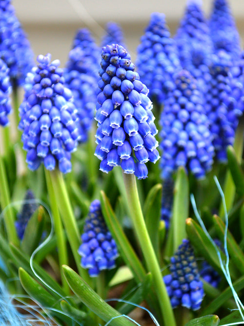 Muscari Armeniacum (Druvhyacint) | DutchGrown™