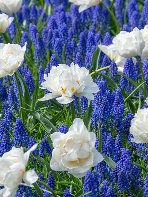 Köp Muscari Armeniacum (Druvhyacint) | DutchGrown™