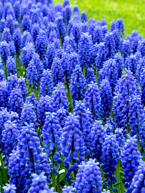 Köp Muscari Armeniacum (Druvhyacint) | DutchGrown™