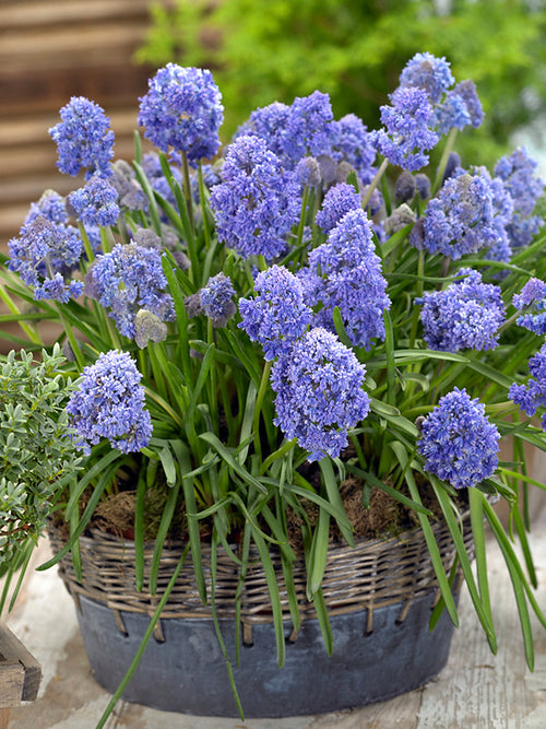 Köp Muscari Fantasy Creation (Druvhyacint) blomlökar från Holland