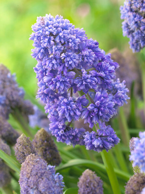 Köp Muscari Fantasy Creation (Druvhyacint)