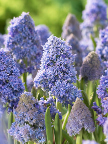 Muscari Fantasy Creation (Druvhyacint)
