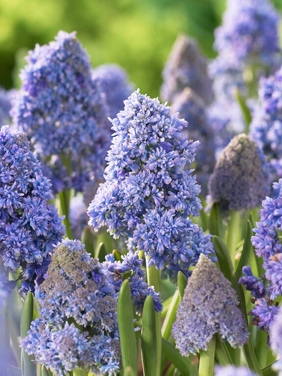 Muscari Fantasy Creation (Druvhyacint)