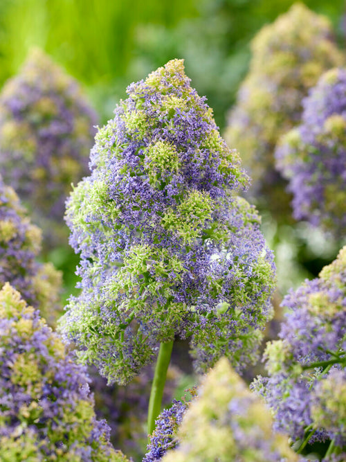 Muscari Fantasy Creation (Druvhyacint)