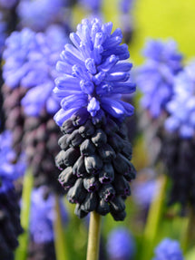 Muscari Latifolium (Druvhyacint)