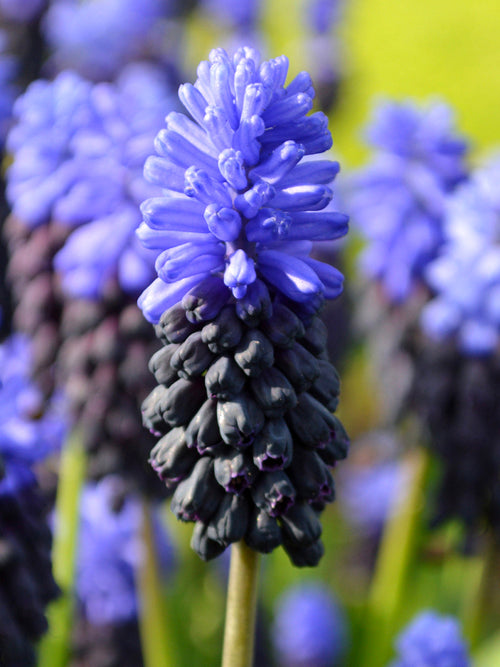 Köp Muscari Latifolium (Druvhyacint) | Blomsterlökar från DutchGrown™