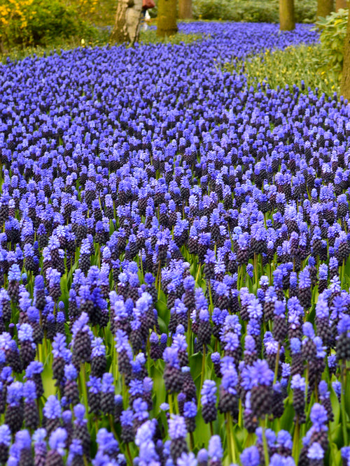 Muscari Latifolium (Druvhyacint) | Blomsterlökar från DutchGrown™