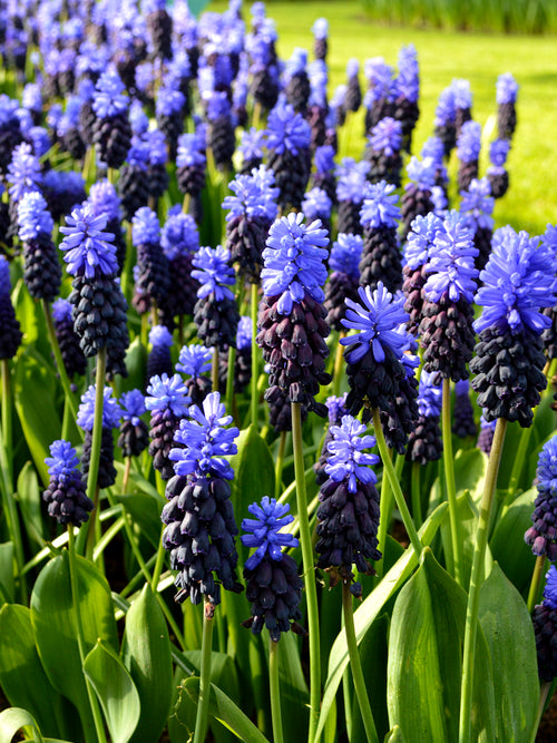 Muscari Latifolium (Druvhyacint) | DutchGrown™