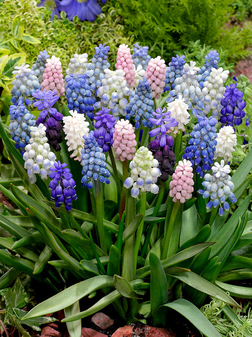 Muscari Magic Mix | DutchGrown™ | Blomsterlökar från Holland
