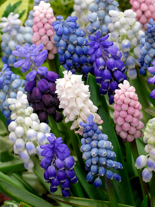 Köp Muscari Magic Mix | DutchGrown™