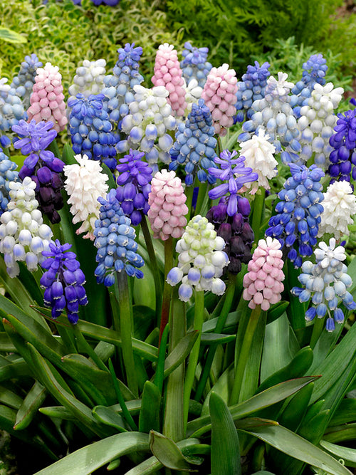 Köp Muscari Magic Mix | DutchGrown™