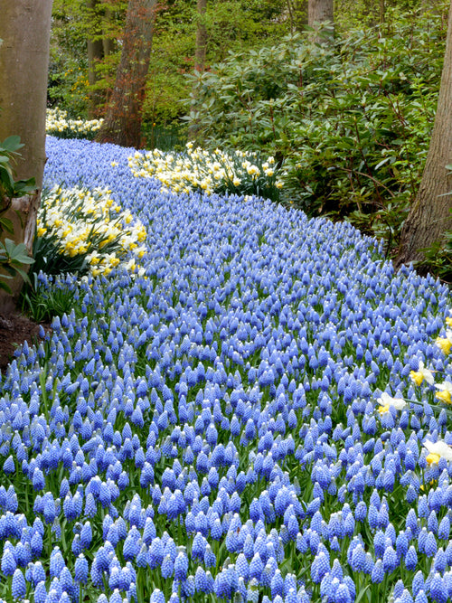 Muscari Mount Hood (Druvhyacint) | DutchGrown™